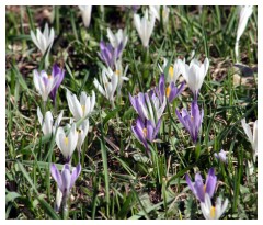 Fioritura di crocus multicolore