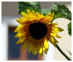 Un girasole in giardino