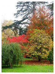 Ultimi colori dell'autunno in giardino