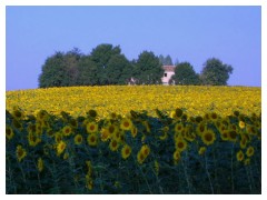 Una casa tra i girasoli