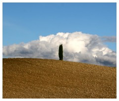 Cipresso solitario in Val d'Orcia