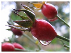 Il frutto di una rosa