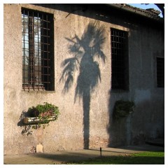 L'ombra della palma