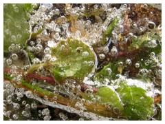 Aria e foglie imprigionate dal ghiaccio