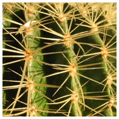 Spine di cactus