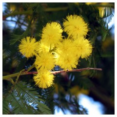 I fiori della Mimosa