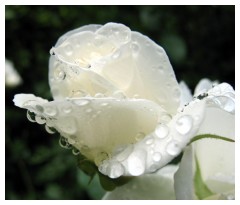 Una rosa bianca, bagnata dalla pioggia