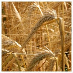 In un campo di grano