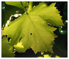 Una foglia nella vigna