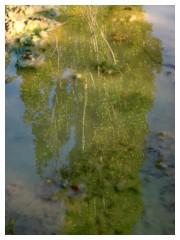 Un albero riflesso