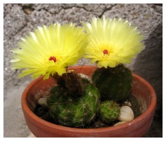 Tre cactus e due 2 fiori
