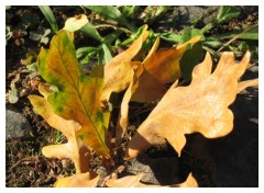 Autunno, cadono le foglie