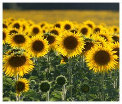 Un campo di girasoli