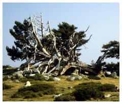 Un albero caduto