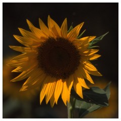 Un girasole