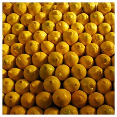 Limoni