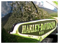 I meli in fiore by Harley Davidson