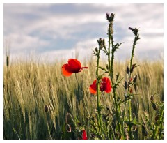 Umbria: papaveri e grano