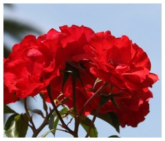 Rose rosse