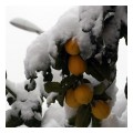 Spedisci la cartolina "Nevicata Roma, limoni coperti dalla neve"