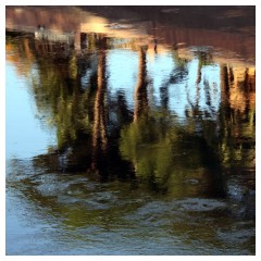 Pini riflessi sul Tevere