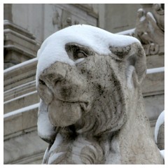Il leone e la neve