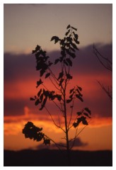 Un albero al tramonto