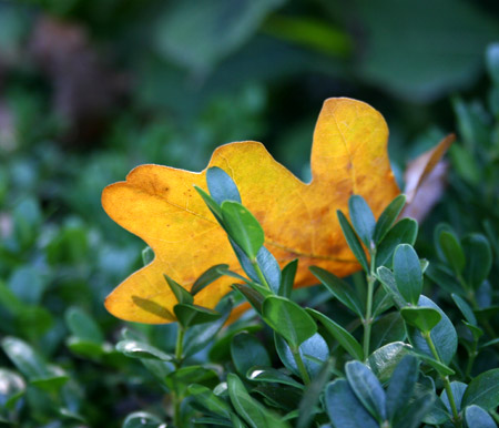Giallo d'autunno