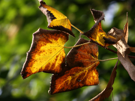 Foglie in autunno