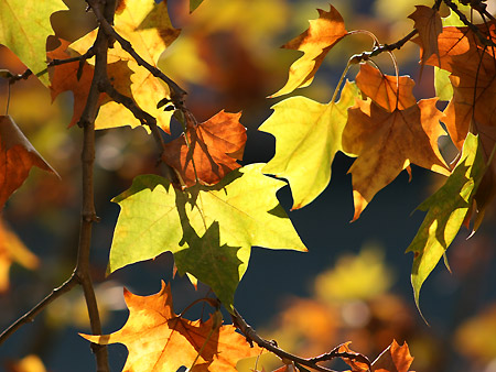 Foglie di platano in autunno