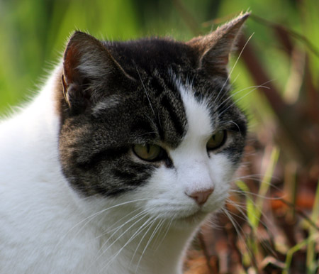 Sguardo felino