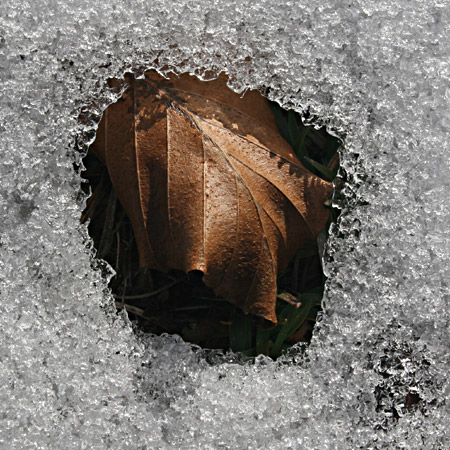 Foglia sotto la neve