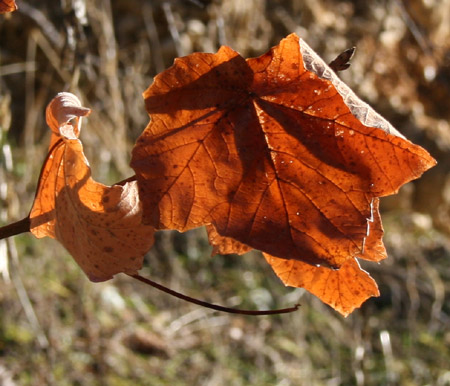 Ricordi dell'autunno