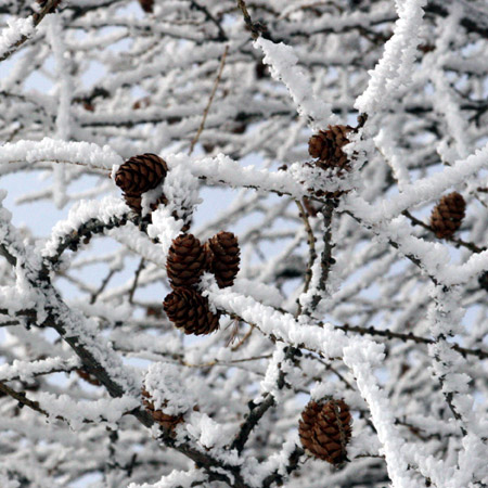 Pigne nella neve