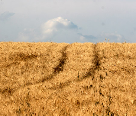 Strade sui campi di grano