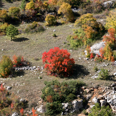 Emarginato perch di un colore diverso