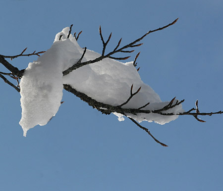 Neve appoggiata sui rami dei faggi