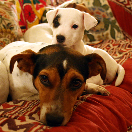 2 Jack Russell