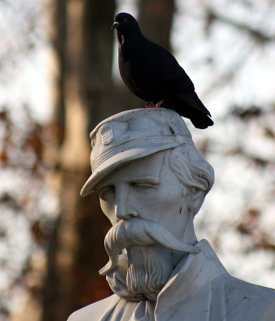 Un piccione sul cappello