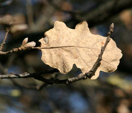 Prima della primavera