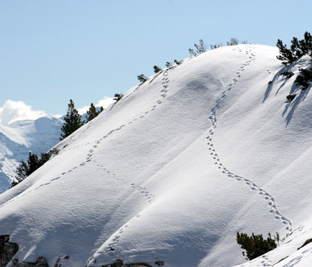 Impronte di animali sulla neve