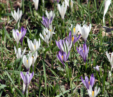 Fioritura di crocus multicolore