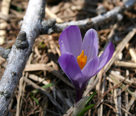 Crocus fiorito nel sottobosco