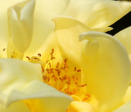 All'interno di una rosa gialla