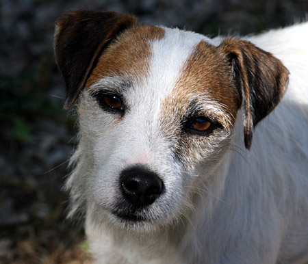 Jack Russell a pelo lungo