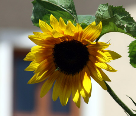 Un girasole in giardino