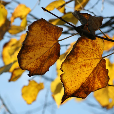 Le ultime foglie sul tiglio