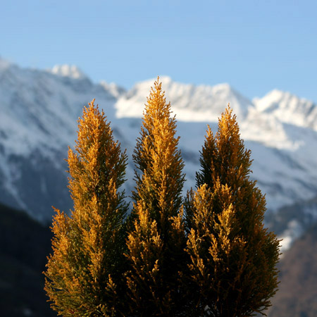 Gli abeti della baia di Heidi