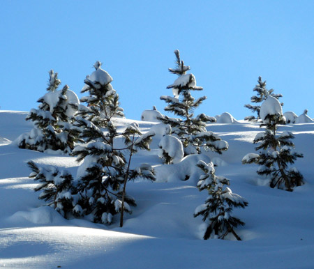 Piccoli abeti dopo una nevicata in Val Gardena