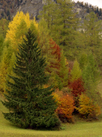 I colori degli alberi in autunno